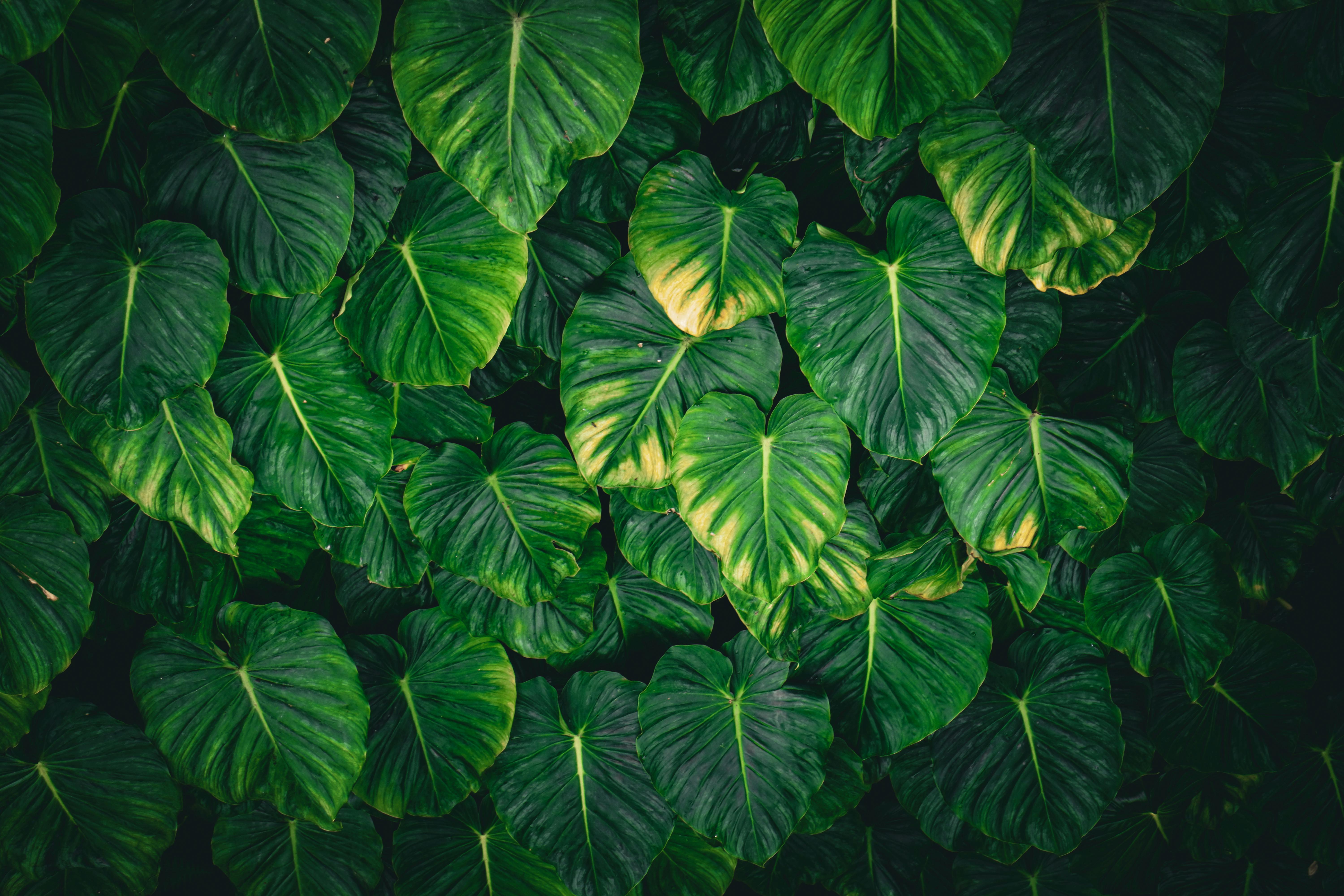 Tropical garden with native Australian plants